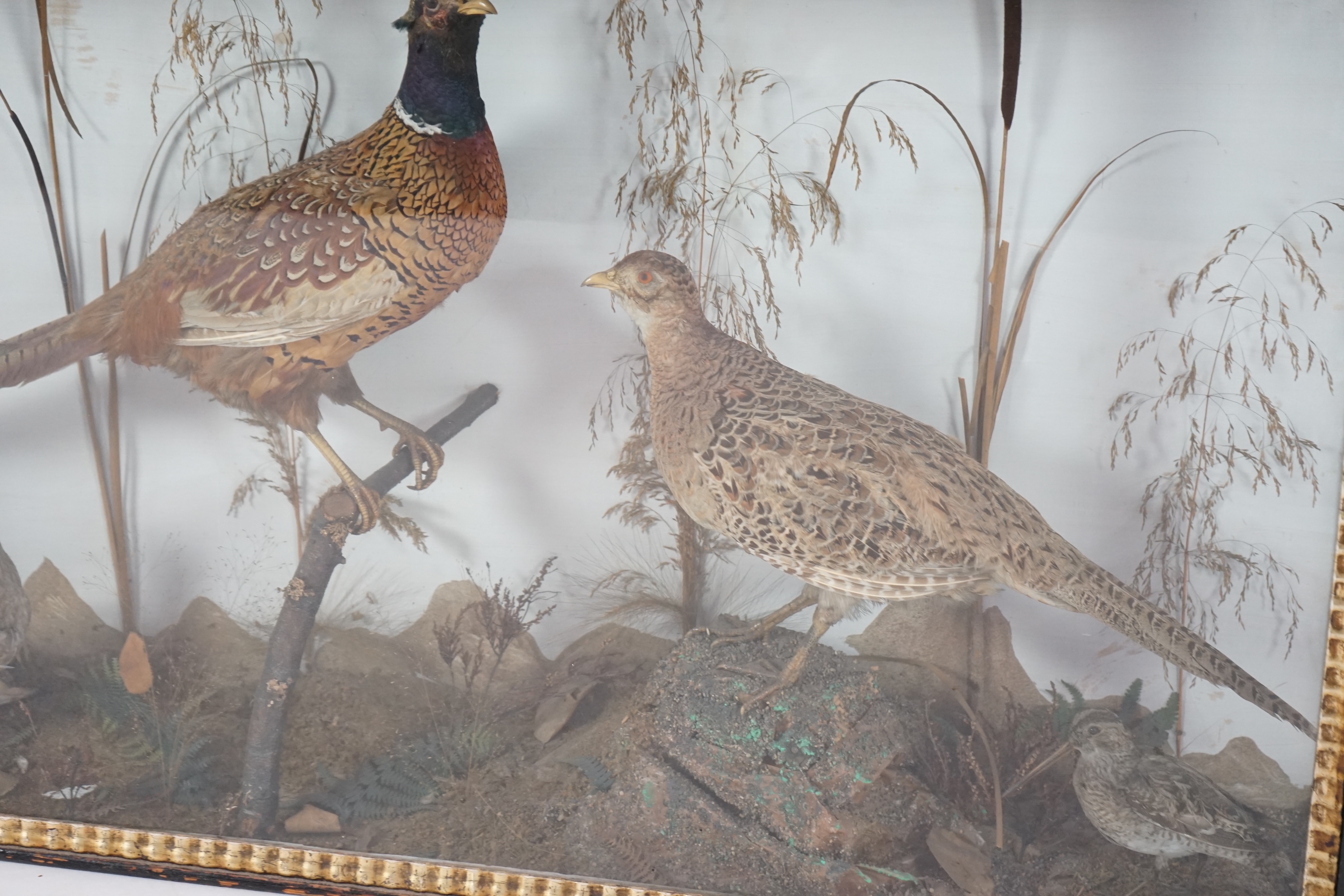 A large late Victorian taxidermy display of a cock and hen pheasant, together with a woodcock and plover, in naturalistic setting, 126cm wide, 24cm deep, 69cm high. Condition - fair